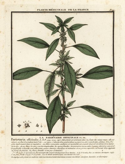 Wschodni pelitory-of-the-wall, Parietaria officinalis. autorstwa Unbekannter Künstler