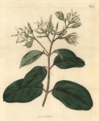 Echite - Kamettia caryophyllata (goździkowiec wonny, Echites caryophyllata). Ręcznie kolorowana rycina botaniczna z Curtis