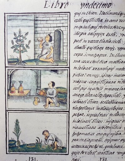 Rośliny jadalne, strona z księgi XI Kodeksu florenckiego, wersja dwujęzyczna po hiszpańsku i nahuatl, Ogólna historia rzeczy Nowej Hiszpanii, autorstwa hiszpańskiego misjonarza Fray Bernardino de Sahagun (1499-1590). Cywilizacja Azteków autorstwa William M. Timlin