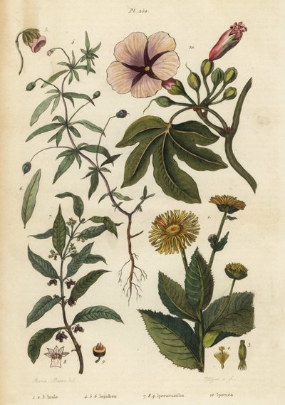 Oman, Inula helenium 1-3, zielonofioletowy, Hybanthus gatunki Ionidium polygalifolium 4-6, ipecacuanha, Carapichea ipecacuanha 7-9, i ranna chwała, Ipomoea insignis 10 autorstwa Unbekannt