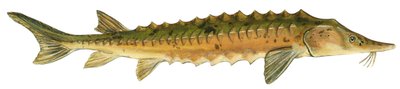 Jesiotr jeziorny - Jesiotr jeziorny (Acipenser fulvescens) autorstwa Unbekannter Künstler