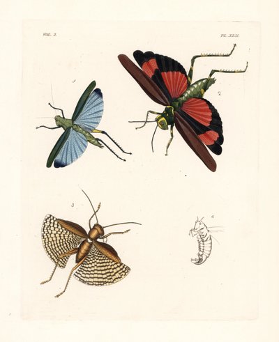 Konik polny Eupropacris coeruleus 1, Chromacris miles 2 i Gryllacris tessellata 3. Ręcznie kolorowana litografia z nowego wydania "Illustrations of Exotic Entomology" Dru Drury
