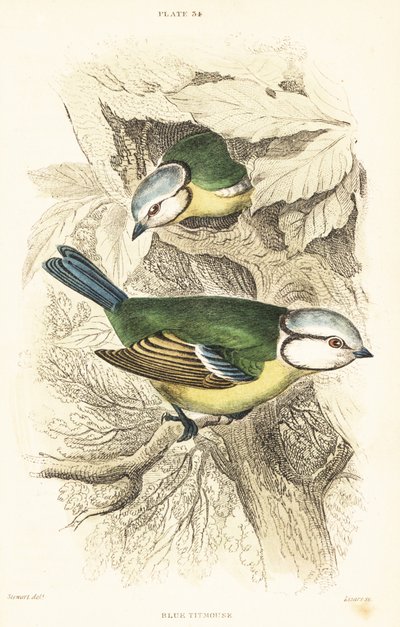 Modraszka zwyczajna, Cyanistes caeruleus.1889 (rycina) autorstwa Unbekannter Künstler
