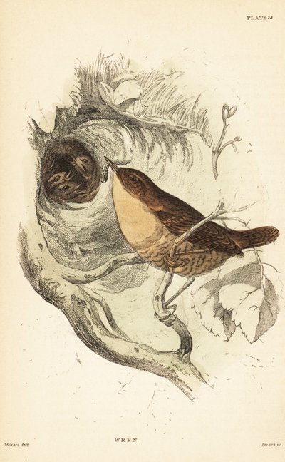 Strzyżyk euroazjatycki , Troglodytes troglodytes.1889 (Grawerowanie) autorstwa Unbekannter Künstler
