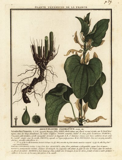 Powojnik europejski, Aristolochia clematitis. autorstwa Unbekannter Künstler