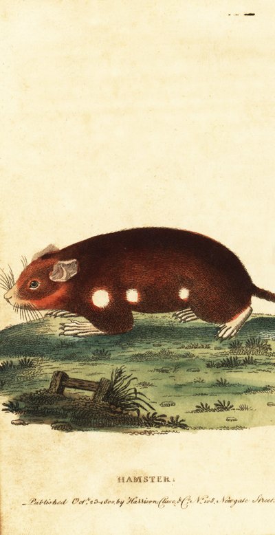 Chomik europejski, Cricetus cricetus. Krytycznie zagrożony. 1800 (grawerowanie) autorstwa Unbekannter Künstler