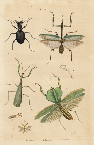 Modliszka zwyczajna, Modliszka religijna 1, Modliszka liściasta, Choeradodis rhomboidea 2, chrząszcz tygrysi, Manticora latipennis 3, mantidfly, Mantispa styriaca autorstwa Unbekannt