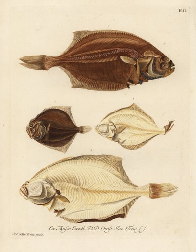 Gładzica europejska, Pleuronectes platessa 1,2 i nagład, Scophthalmus rhombus 3,4. Turbot lub zgięcie z prawej strony, Platessa, z lewej strony, Plaid lub romb z lewej strony, mała flądra z lewej strony. Ręcznie kolorowany miedzioryt według i autorstwa Unbekannter Künstler