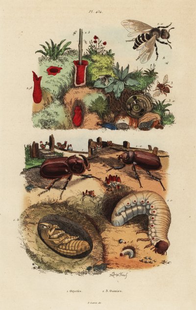 Nosorożec europejski, Oryctes nasicornis, poczwarka i larwa, pszczoła pospolita, Osmia cornuta i gniazdo autorstwa Unbekannt