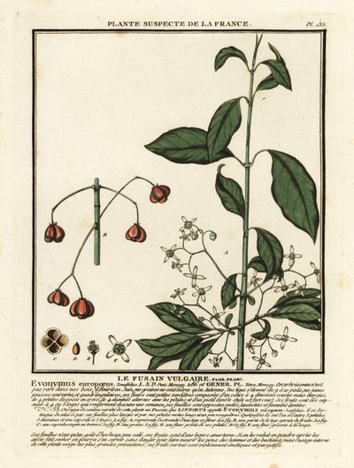 Wrzeciono europejskie, Euonymus europaeus. autorstwa Unbekannter Künstler