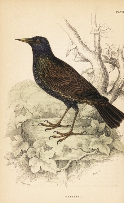 Szpak europejski , Sturnus vulgaris.1889 (grafika) autorstwa Unbekannter Künstler