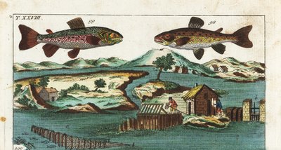 Troć wędrowna - Technika połowu z wykorzystaniem sztucznych bystrzy do połowu ryb - Troć wędrowna, Salmo trutta trutta 98, palia, Salvelinus alpinus alpinus 99, oraz metody połowu z wykorzystaniem sztucznych bystrzy na rzece do połowu łososi w grillach i s autorstwa Unbekannter Künstler