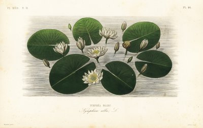 Lilia biała wodna, Nymphaea alba, Nymphea blanc autorstwa Unbekannt