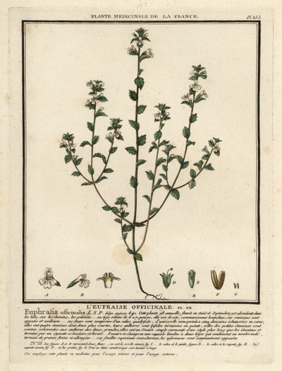 Świetlik, Euphrasia rostkoviana. autorstwa Unbekannter Künstler