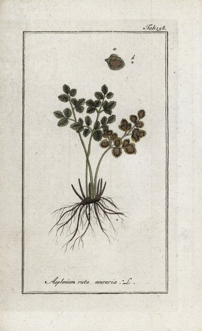 Paproć doradilla murów lub asplenia ulicy murów (Asplenium ruta muraria). Litografia z "Afbeelding der Artseny-Gewassen" Johannesa Zorna (1739-1799), Holandia autorstwa Unbekannter Künstler