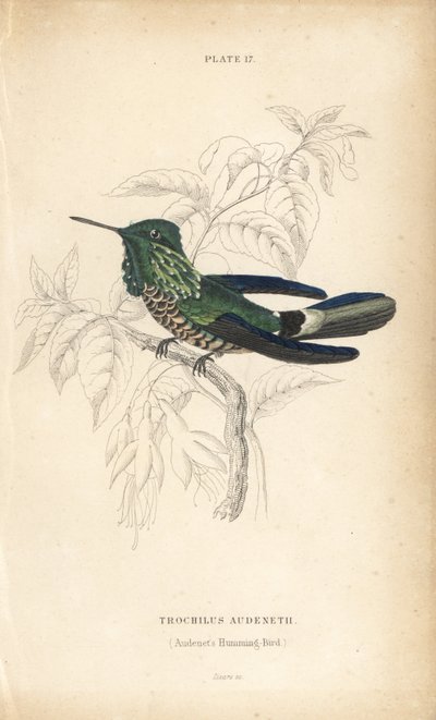 Świąteczna kokietka, Lophornis chalybeus (koliber Audeneta, Trochilus audenetii). Ręcznie kolorowana stalowa rycina autorstwa Williama Lizarsa z Sir William Jardine