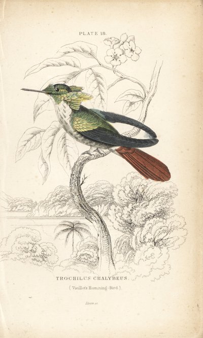 Świąteczna kokietka, Lophornis chalybeus (koliber Vieillota, Trochilus chalybeus). Ręcznie kolorowany staloryt autorstwa Williama Lizarsa z Naturalist