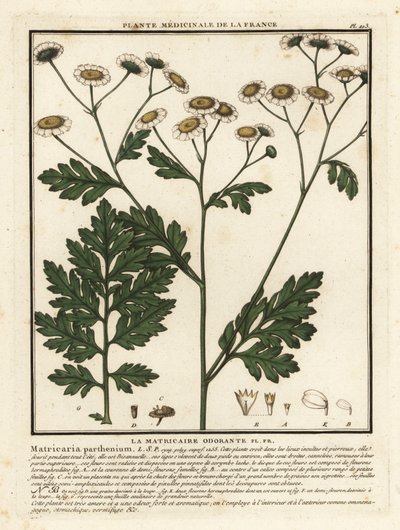Feverfew, Tanacetum parthenium. autorstwa Unbekannter Künstler
