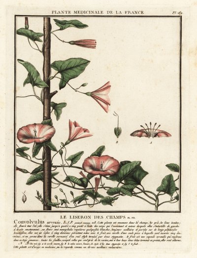 Powój polny, Convolvulus arvensis. autorstwa Unbekannter Künstler