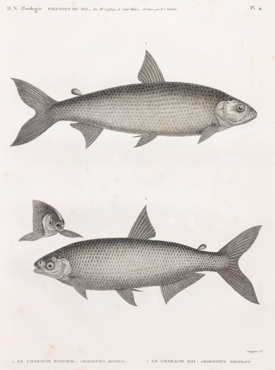Ryba: Le Characin autorstwa Unbekannt