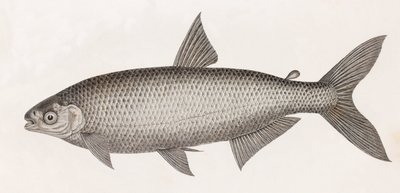Ryba: Le Characin autorstwa Unbekannt