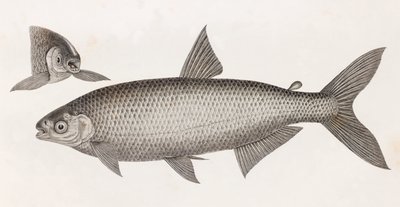 Ryba: Le Characin autorstwa Unbekannt