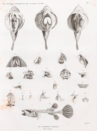 Ryba: Tetrodon, anatomia autorstwa Unbekannt