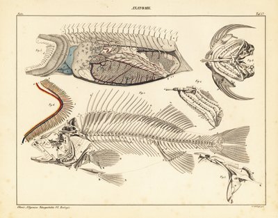 Anatomia ryby przedstawiająca szkielet, skrzela itp., 1841 (litografia) autorstwa Unbekannter Künstler