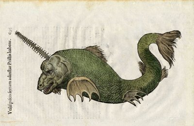 Ryba piła (Pristis) w "Ulyssis Aldrouandi... De piscibus libri V et de cetis lib. vnus/Ioannes Cornelius Vteruerius... collegit; Marc. Antonius Bernia in lucem restituit... ", zajmuje się historią naturalną Ulisse Aldrovandi (1522-1605). Bolonia autorstwa Unbekannter Künstler
