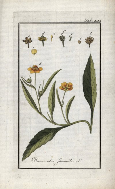 Jaskier płomienisty lub mała fosa lub mały płomień (Ranunculus flammula). Litografia z "Afbeelding der Artseny-Gewassen" autorstwa Johannesa Zorna (1739-1799), Holandia autorstwa Unbekannter Künstler