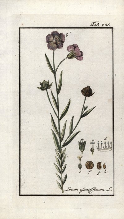 Siemię lniane (Linum usitatissimum). Litografia z "Afbeelding der Artseny-Gewassen" Johannesa Zorna (1739-1799), Holandia autorstwa Unbekannter Künstler