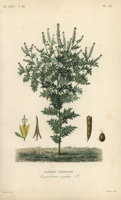Flixweed, gorczyca sophia lub wrotycz pospolity, Descurainia sophia, Sisymbrium sophia, Sisybre parviflore autorstwa Unbekannt