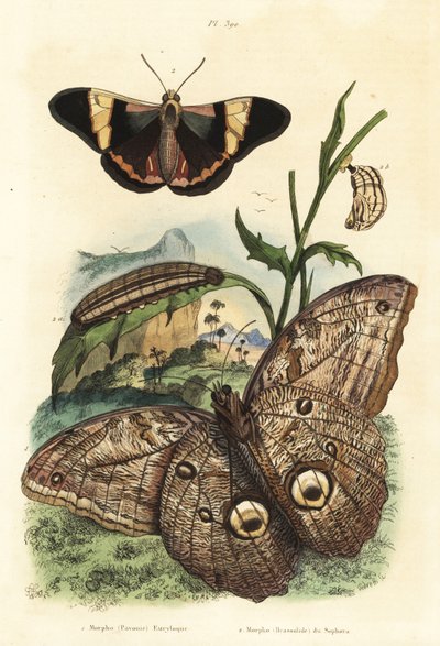 Leśny motyl sowa olbrzymia, Caligo eurilochus 1 i motyl Brassolis sophorae, poczwarka i gąsienica 2 autorstwa Unbekannt