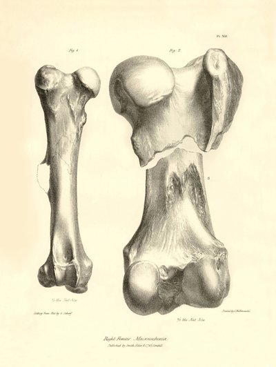 Skamieniałe kości (kość udowa) zaginionego prehistorycznego zwierzęcia Macrauchenia opisanego przez Karola Darwina podczas jego wyprawy na pokładzie statku Beagle. Plansza z "Zoologii podróży H.M.S. Beagle pod dowództwem kapitana Fitzroya w latach 1832". autorstwa Unbekannter Künstler