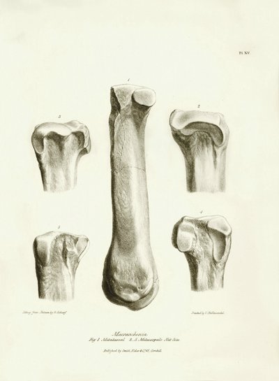 Skamieniałe kości (śródstopie i śródręcze) zaginionego prehistorycznego zwierzęcia Macrauchenia opisanego przez Karola Darwina podczas jego wyprawy na pokładzie statku Beagle. Plansza z "Zoologii podróży H.M.S. Beagle pod dowództwem kapitana Fitzroya podcz autorstwa Unbekannter Künstler