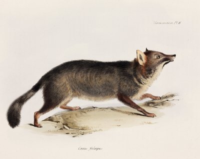 Lis, Chile, ok. 1832-1836 autorstwa Unbekannter Künstler