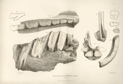 Fragment szczęki i zębów Toxodona, prehistorycznego zwierzęcia, znalezionego przez Karola Darwina w pobliżu Montevideo w Urugwaju podczas jego podróży badawczej na pokładzie statku Beagle. Zoologia podróży H.M.S. Beagle pod dowództwem kapitana Fitzroya w l autorstwa Unbekannter Künstler