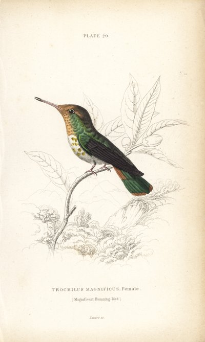 Kokietka kędzierzawa, Lophornis magnificus, samica (koliber wspaniały, Trochilus magnificus). Ręcznie kolorowana stalowa rycina autorstwa Williama Lizarsa z Sir William Jardine