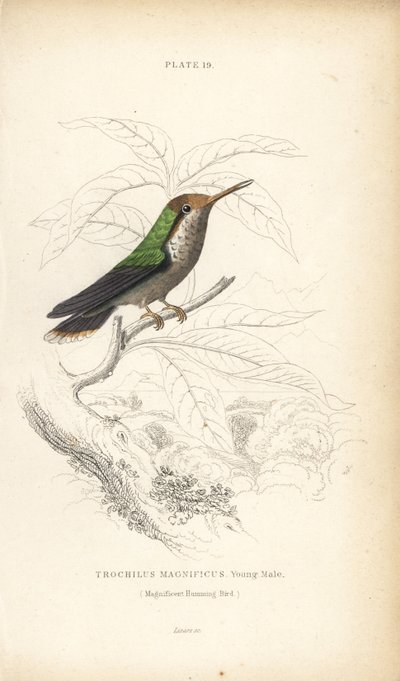 Kokietka kędzierzawa, Lophornis magnificus, młody samiec (koliber wspaniały, Trochilus magnificus). Ręcznie kolorowana stalowa rycina autorstwa Williama Lizarsa z Sir William Jardine