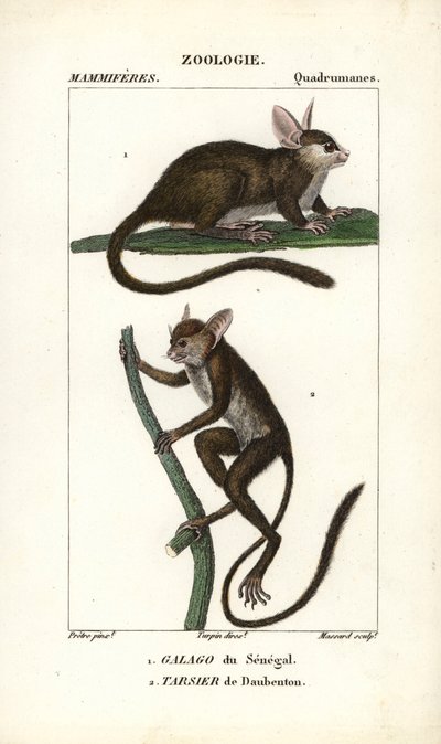 Galago du Senegal i tarsier de Daubenton - Eau forte autorstwa Jeana Gabriela Pretre