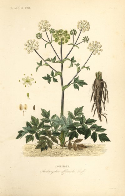 Dzięgiel ogrodowy lub dziki seler, Angelica archangelica, Archangelica officinalis, Angelique autorstwa Unbekannt