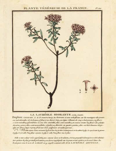 Kwiat girlandy, Daphne cneorum. autorstwa Unbekannter Künstler