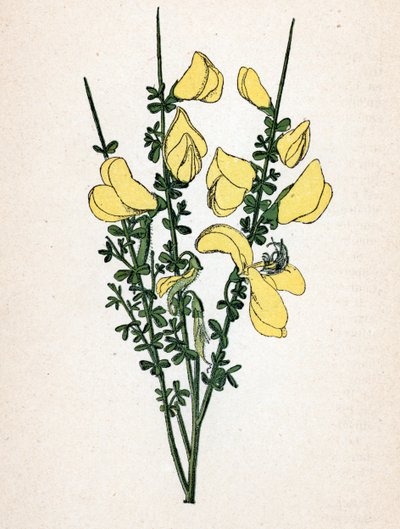 Genet a broom (Cytisus scoparius) (żarnowiec zwyczajny lub żarnowiec szkocki) Tablica botaniczna z "Atlas colorie des plantes medicinales" Paula Hariota. autorstwa Unbekannter Künstler
