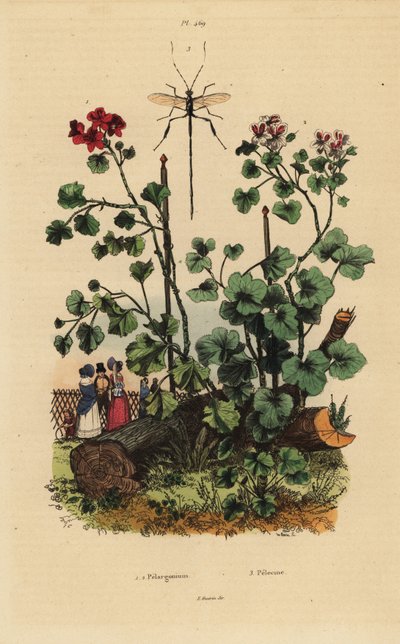 Gatunki Geranium, Pelargonium daveyanum 1 i Pelargonium macranthon 2 autorstwa Unbekannt