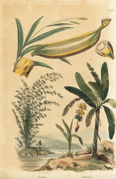 Olbrzymi ciernisty bambus, Bambusa bambos (Bambos arundinacea) i drzewo bananowe z owocami i przekrojem poprzecznym, Musa paradisiaca autorstwa Unbekannt