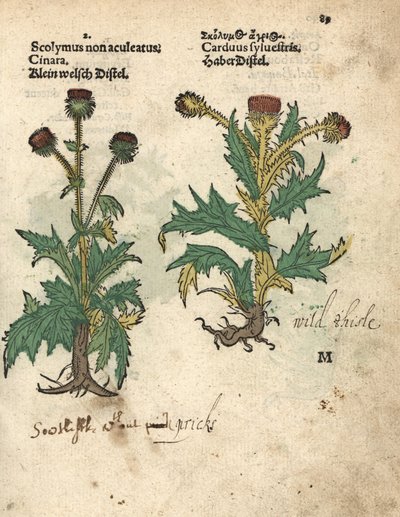 Karczoch zwyczajny, Cynara cardunculus var. scolymus, i dziki oset, Carduus sylvestris. Ręcznie kolorowany drzeworyt ilustracji botanicznej z Krauterbuch lub Herbal Adama Lonicera, Frankfurt autorstwa Unbekannter Künstler