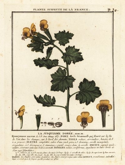 Lulek złocisty, Hyoscymus aureus. autorstwa Unbekannter Künstler
