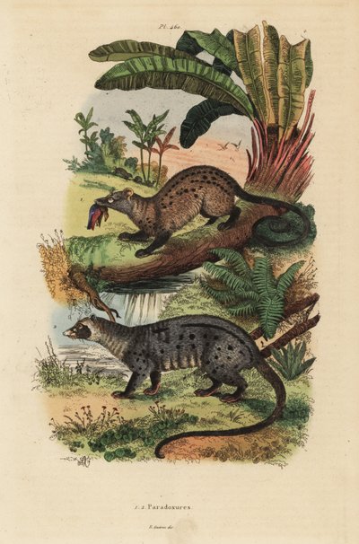 Cywet palmowy, Paradoxurus zeylonensis 1 i cywet palmowy azjatycki, Paradoxurus hermaphroditus 2 autorstwa Unbekannt