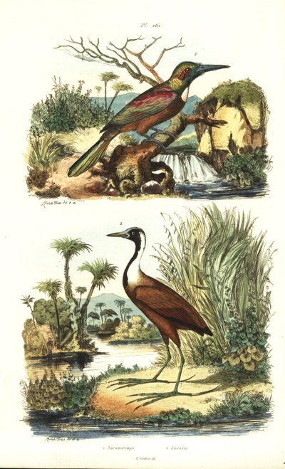Jacamar wielki, Jacamerops aureus i jacana północna, Jacana spinosa autorstwa Unbekannt