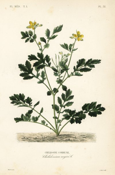 Glistnik większy , Chelidonium majus , Chelidoine autorstwa Unbekannt